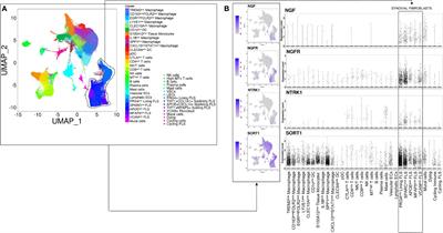 Pro Nerve Growth Factor and Its Receptor p75NTR Activate Inflammatory Responses in Synovial Fibroblasts: A Novel Targetable Mechanism in Arthritis